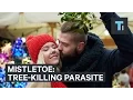 Mistletoe is actually a tree-killing parasite