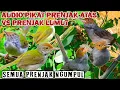 Download Lagu Pikat Prenjak Lumut VS Prenjak Atas Ampuh Memancing Semua Jenis Prenjak