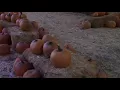 Wickerd Farm Pumpkin Patch Menifee Calif