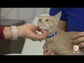 Houston SPCA s pet of the week Mia