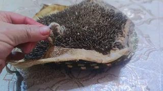 دخلو تشوفو معايا فوائد القنفد علاج للعين والسحر والتقاف بادن الله 0663560531 