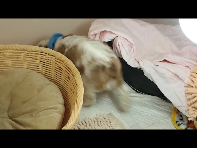 動画