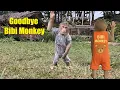 Download Lagu Goodbye Bibi Monkey 👋 Come Back Soon 🍀🍀🍀