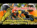 Download Lagu SUARA PIKAT BURUNG MANTENAN RIBUT KOMBINASI SOGOK ONTONG KEJEPIT..