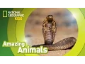Cobra 🐍 | Amazing Animals