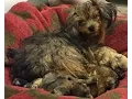 Forgotten Yorkie In Home Alone For Month Is Rescued by SICSA