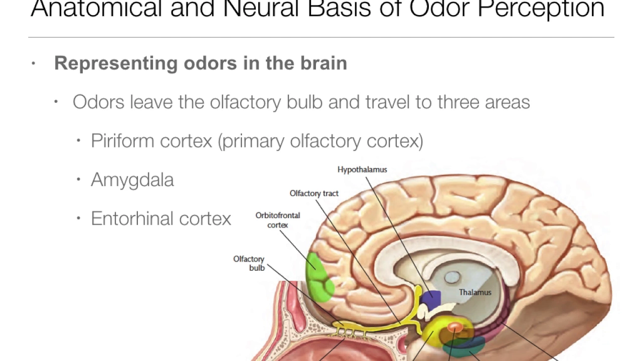 Perception: 13.2 Neural Basis for Olfaction and Higher order processes