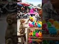 Download Lagu Monyet Main Sama Ayam Piyik Piyik Lucu Banget! 🐵🐥 #Shorts #monkey  #chicken