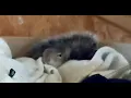Adorable baby squirrel wakes up does a somersault and goes back to bed - Jerry Squirrel