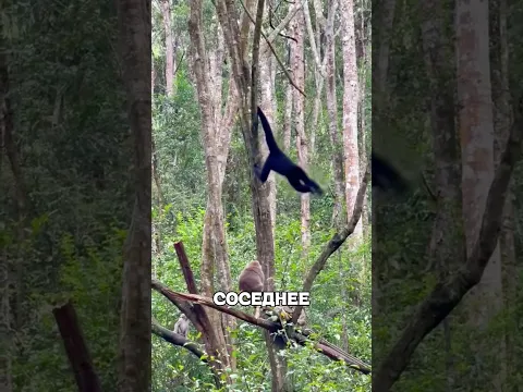 Веселая перепалка ВЫШЛА из контроля 😱🔥🐒