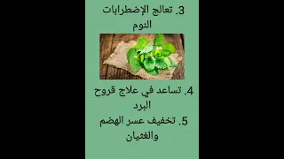 فوائد المليسة أو المرسيطة Shorts Tiktok Explore Food أعشاب معلومات صحتي الصحة الطبيعة  فوائد المليسة أو المرسيطة Shorts Tiktok Explore Food أعشاب معلومات صحتي الصحة الطبيعة
