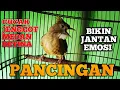 Download Lagu Pancingan Cucak Jenggot Medan Bikin Gacor