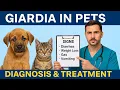 How to Treat Giardia in Dogs Cats And Stop Reinfection
