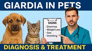 How to Treat Giardia in Dogs Cats And Stop Reinfection