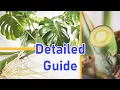 How To Propagate MONSTERA DELICIOSA 2 EASY Ways DETAILED