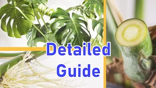 How To Propagate MONSTERA DELICIOSA 2 EASY Ways DETAILED