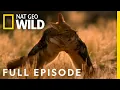 Download Lagu United We Stand (Full Episode) | Animal Fight Night