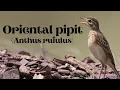 Download Lagu Oriental Pipit (Anthus rufulus) or Paddyfield Pipit - Birds of South Asia - Pipie Species