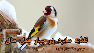خوراکی های سایره در چهار فصل سال   تغذیه سهره             دندنها