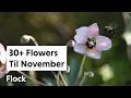 Download Lagu 30+ Flowers BLOOMING Until NOVEMBER — Ep. 217