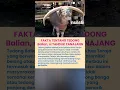 Download Lagu FAKTA TENTANG TEDONG Balian, si TANDUK PANAJANG DItemukan Di Toraja