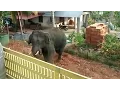 Download Lagu Rampaging Elephant Charges Into Village