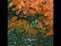 Maple