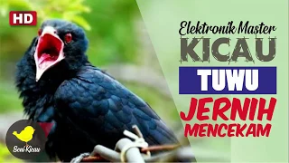 Download PIKAT BURUNG TUWU I Elektronik Master Kicau Tuwu (Eudynamys scolopaceus) MP3