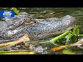 Illegal alligator hunting leads to arrests in Horry County SCDNR says