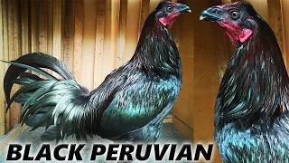 Beautiful Black Birds PERUVIAN Martin Wilder