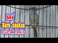 Download Lagu suara cucak rawis anakan.