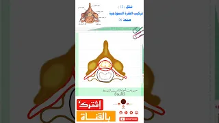 خطوات رسم الفقرة النموذجية شكل 12 الثالث المتوسط الفصل الثاني صفحة 28 