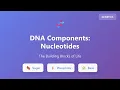 DNA Nucleotides Explained Sugar Phosphate Base Components Genetics Basics