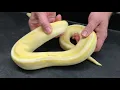Ball Python Morphs - Genetic Stripes