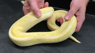 Ball Python Morphs - Genetic Stripes