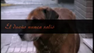  semper fi homenaje a canelo