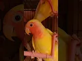 Download Lagu Beautiful lutino lovebirds 😍 #shorts #viral