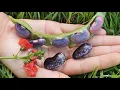 Download Lagu Você Conhece Feijão Scarlet Runner Bean, Multiflora Bean, Phaseolus coccineus ???