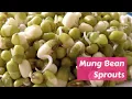 Download Lagu Mung Bean Sprouts How to Guide by GardenersHQ