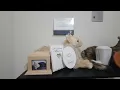 How to Make a Pet Memorial Wall at Home Tribute for Your Beloved Cat or Dog