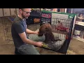 The Kong Dog Cage review Don t waste your money