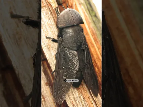 Для чего такие глаза слепням