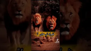 خياي يحزام الظهر خياي يل تكهر كهر خياي ياراعي الزلم عدي الزاغة ترند تيكتوك الجديد 2024  خياي يحزام الظهر خياي يل تكهر كهر خياي ياراعي الزلم عدي الزاغة ترند تيكتوك الجديد 2024