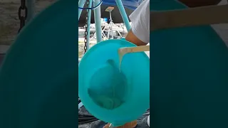 Repairing Rudder Damage with Epoxy (West System Plus Hardener) SV Cadence #shorts #sailing