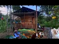 Download Lagu Membangun perkebunan di pondok hutan, wanita Melayu Natuna, mupuk kacang buncis,berkebun CTd-62