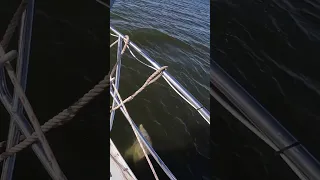 Our welcoming party into the anchorage #dolphin #sailing #babyonboard