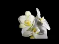 Blooming white orchid on black background time lapse