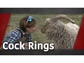 Cock Rings