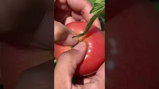 هل تعلم أن البندورة الطماطم تعتبر فاكهة 