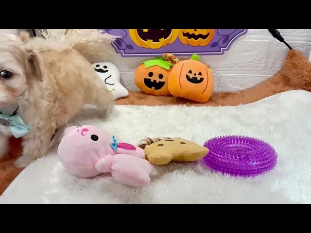 動画